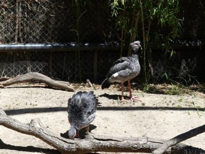 Kamichi à collier - 2020