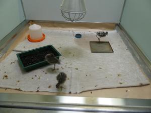 Nurserie