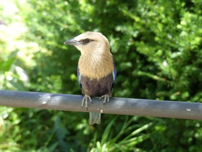 Rollier à ventre bleu - 2020