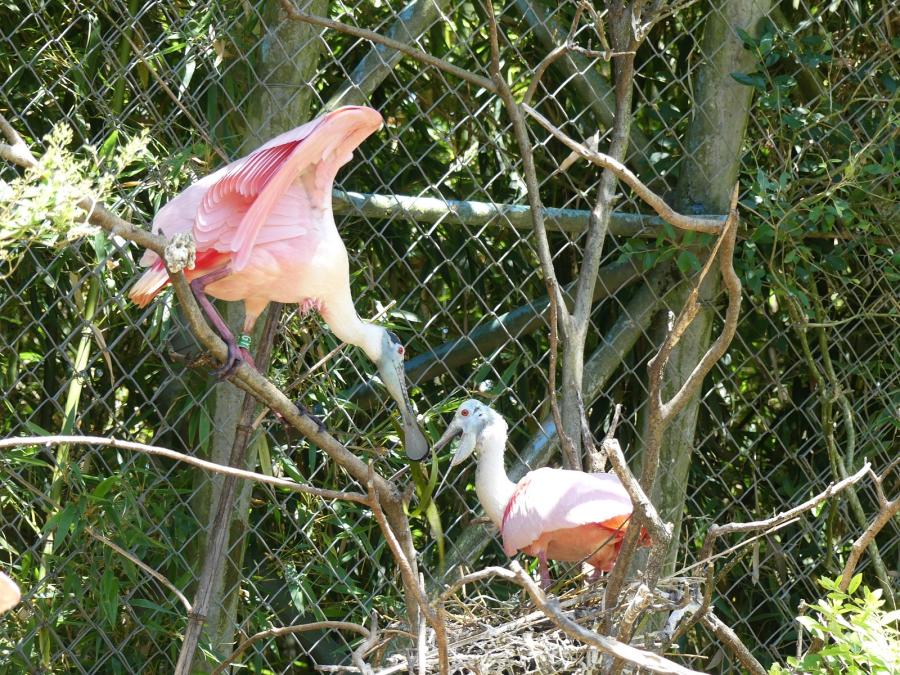 Spatule rose