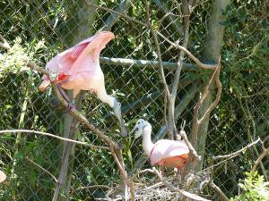 Spatule rose