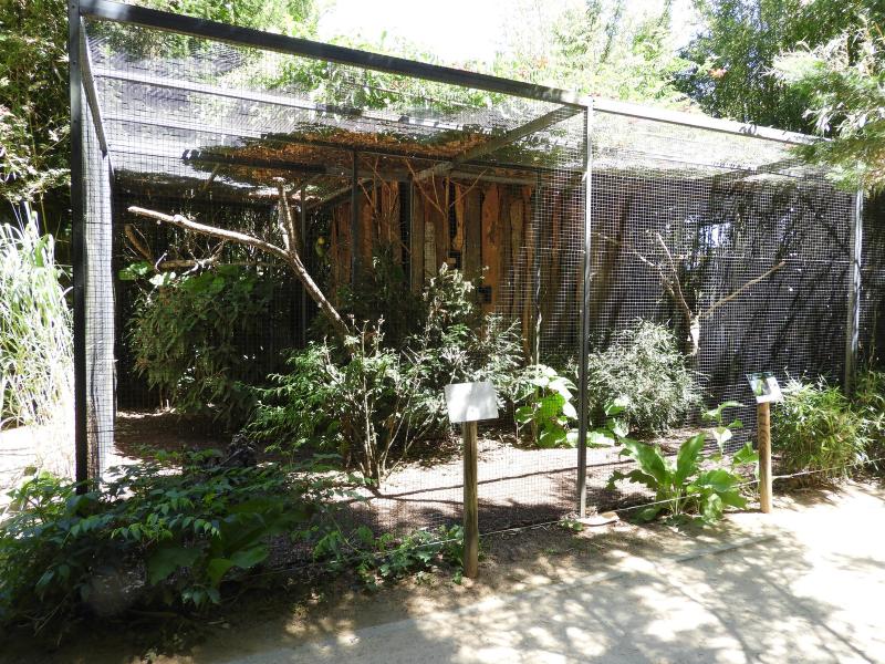 Amazone à tête jaune