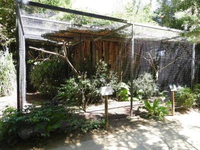 Amazone à tête jaune - 2020