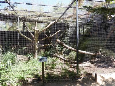 Ara hyacinthe - 2020