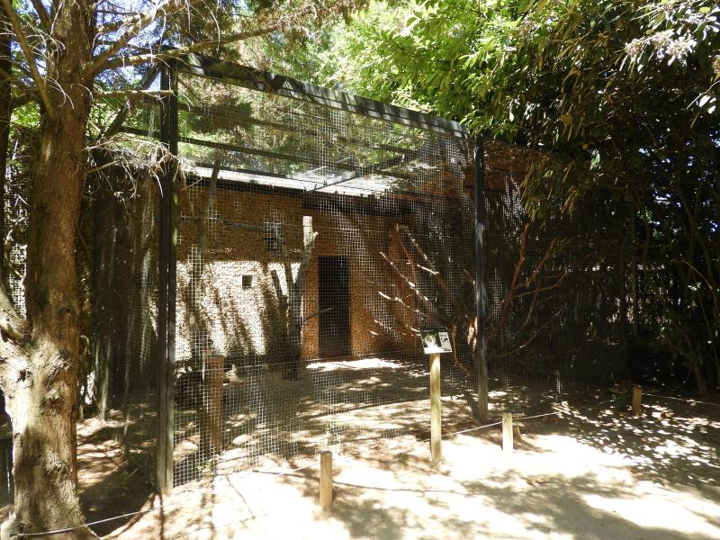 Cacatoès à huppe jaune