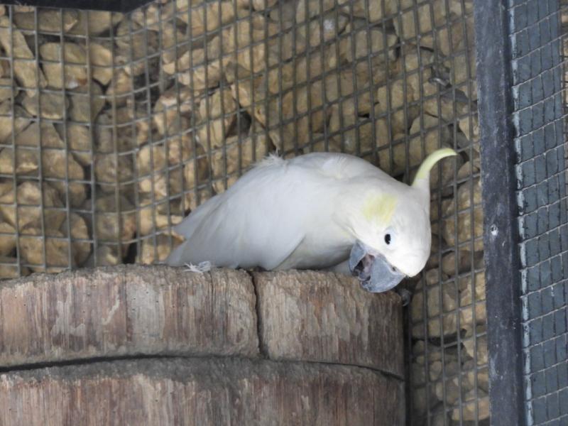 Cacatoès à huppe jaune
