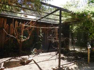 Cacatoès des Philippines - 2020