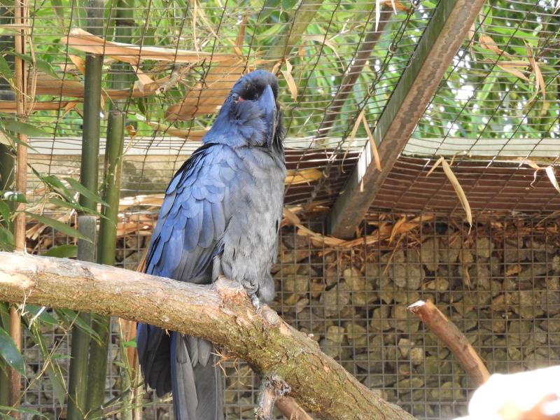 Cacatoés noir Vil 20 DSCN6220 (Copier)