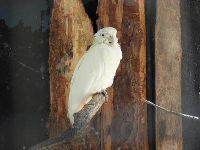 Caccatoès des Philippines - 2020