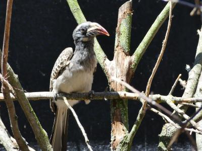 Calao à bec noir - 2020