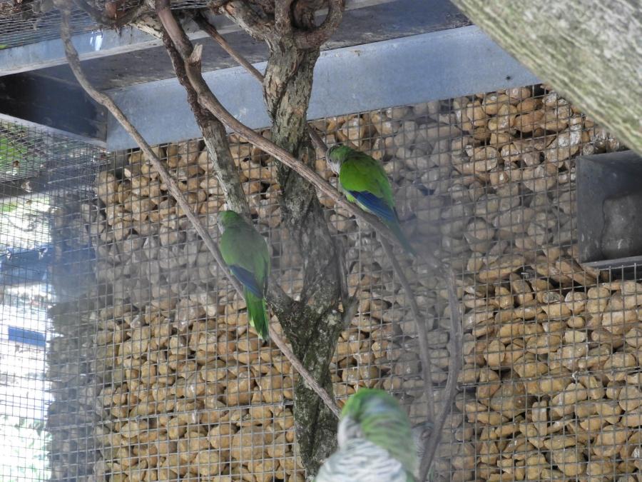 Conure veuve