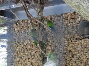 Conure veuve