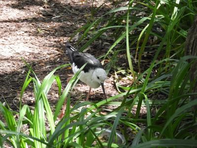 Échasse blanche - 2020