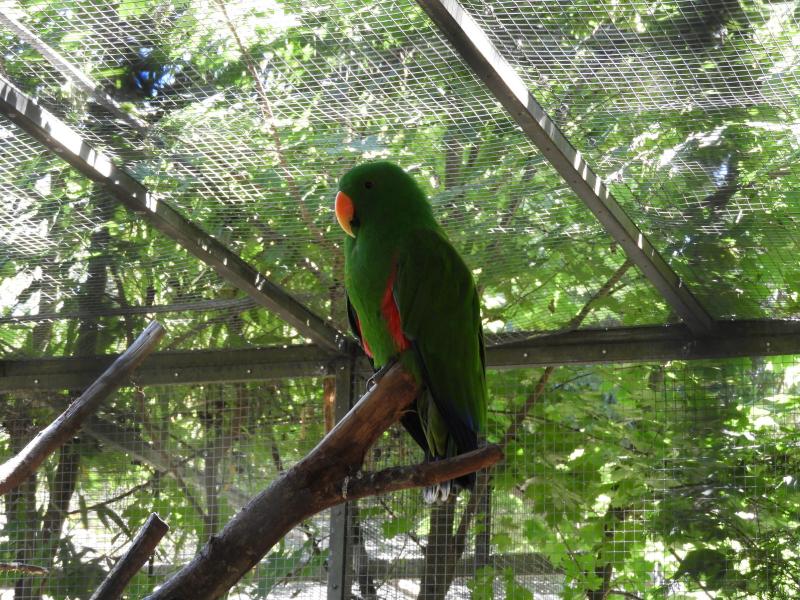 Grand eclectus
