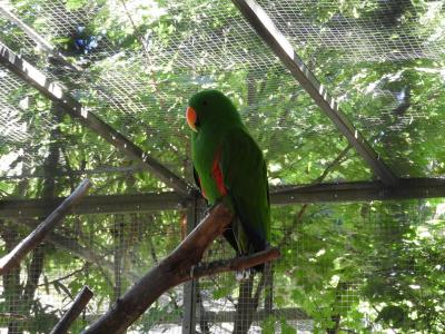 Grand eclectus - 2020