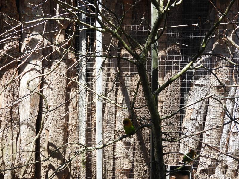 Inséparable de Fischer