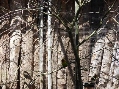 Inséparable de Fischer - 2020