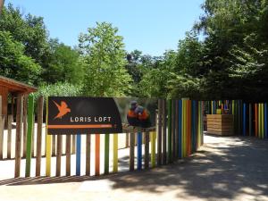 Lori arc-en-ciel