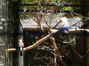 Martin-chasseur à ailes bleues