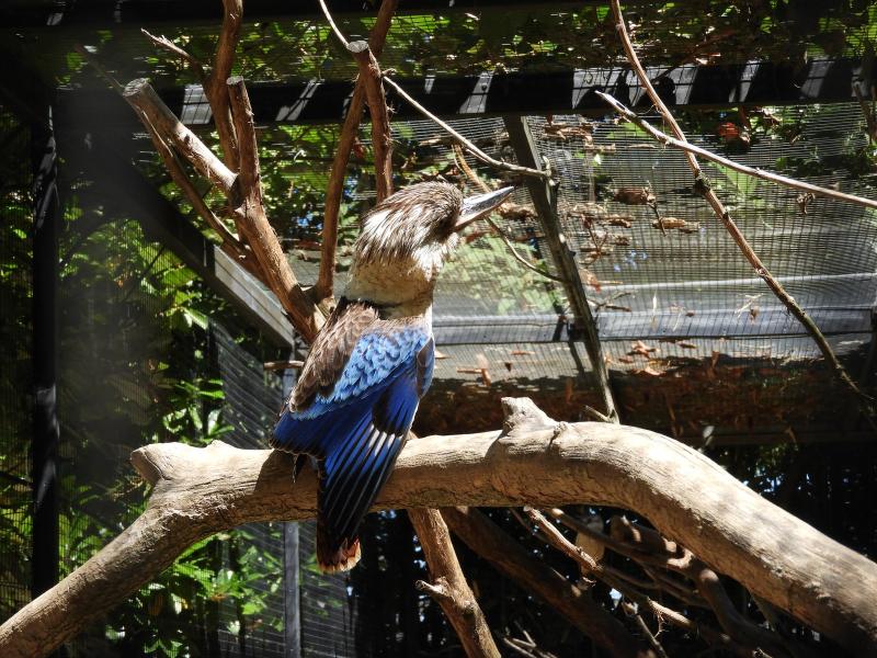 Martin-chasseur à ailes bleues