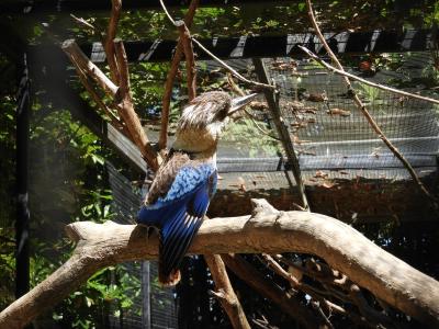 Martin-chasseur à ailes bleues - 2020