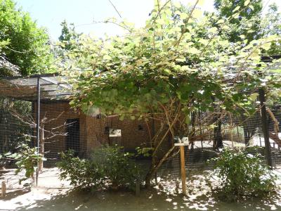 Martin-chasseur à ailes bleues - 2020