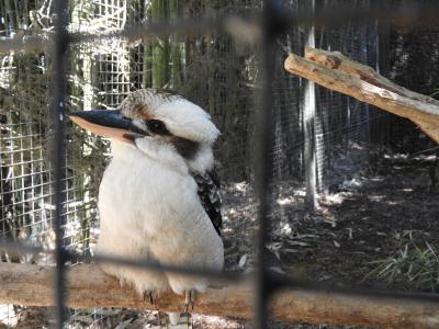Martin-chasseur géant - 2020