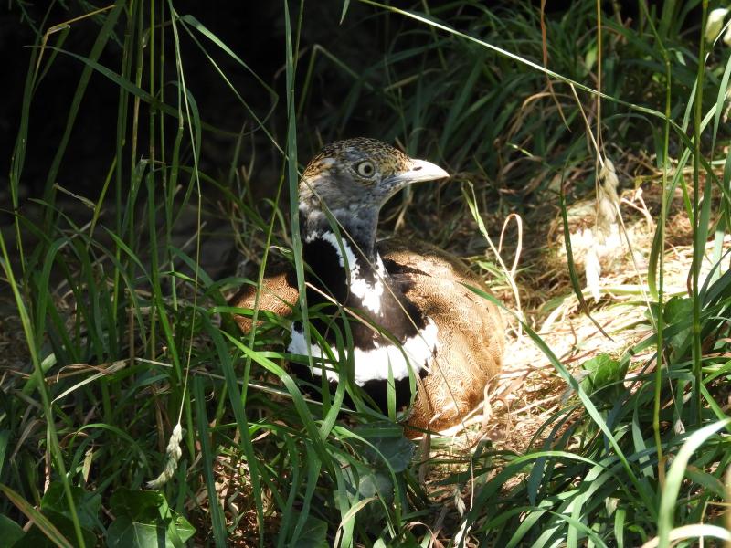 Outarde canepetière
