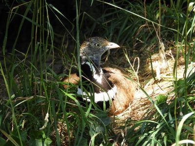 Outarde canepetière - 2020