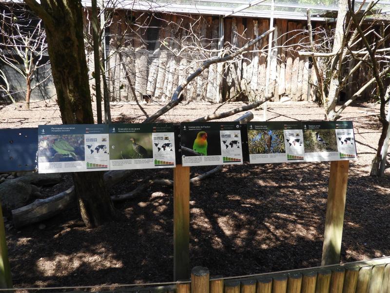 Perroquet - Francolin - Inséparable - Calao - Vanneau