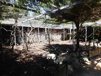 Perroquet à cou brun - Francolin à cou jaune - Inséparable - Vanneau armé - 2020