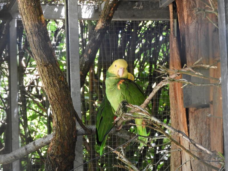 Amazone à tête jaune