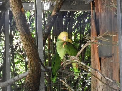 Amazone à tête jaune - 2020
