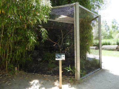 Cassican flûteur - 2020