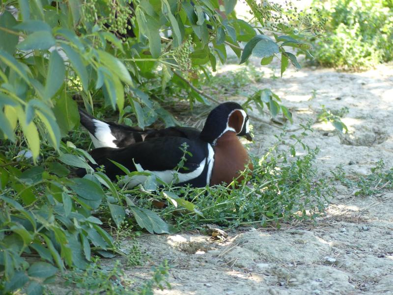 Bernache à cou roux