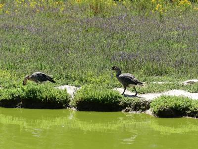 Bernache néné - 2020