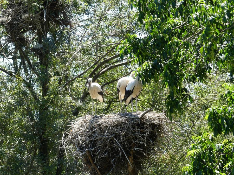 Cigogne blanche