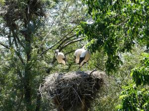 Cigogne blanche