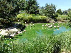 Flamant rose