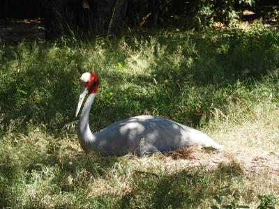 Grue antigone - 2020