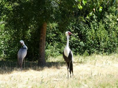 Grue caronculée - 2020