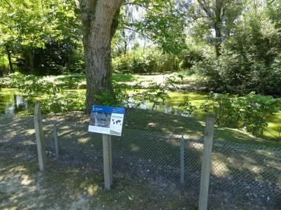 Grue cendrée - 2020