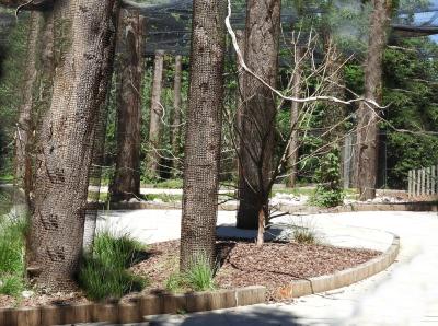 Lori arc-en-ciel - 2020