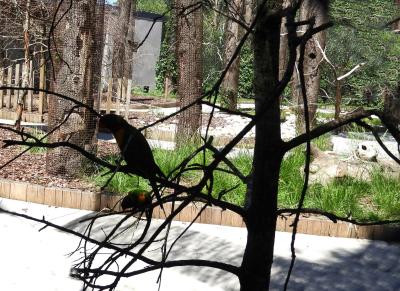 Lori arc-en-ciel - 2020