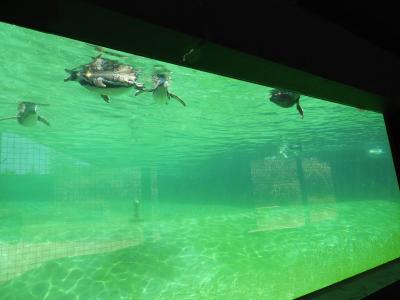 Manchot de Humboldt - 2020