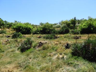 Manchot de Humboldt - 2020