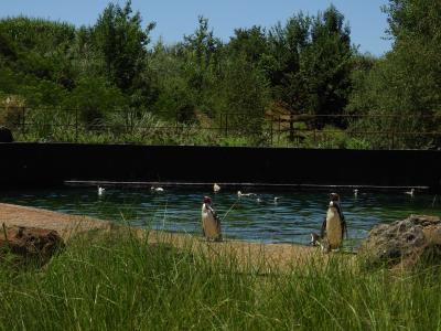 Manchot de Humboldt - 2020