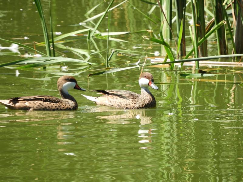 Pilet des Bahamas - 2020