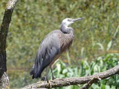 Aigrette à face blanche - 2020
