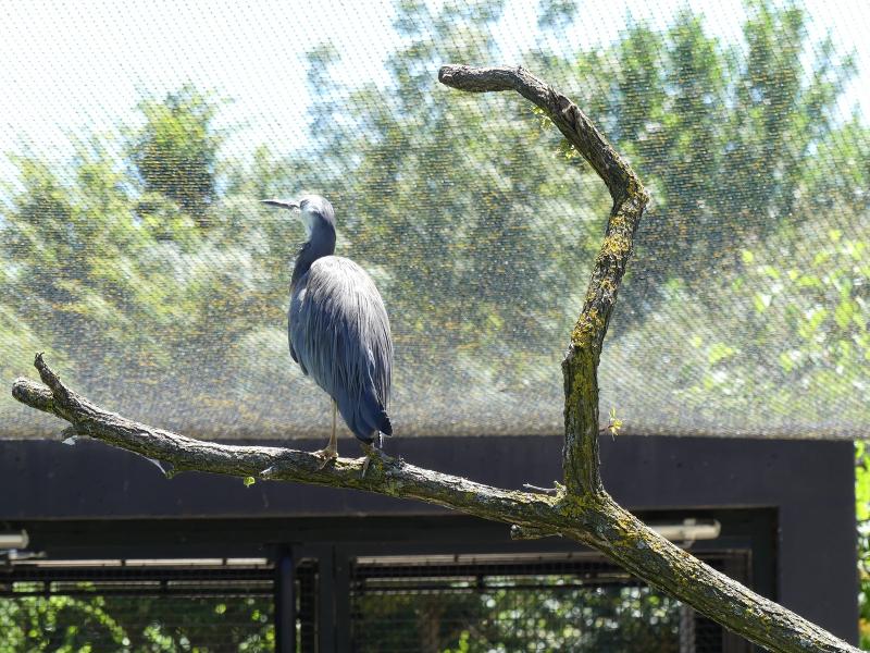 Aigrette à face blanche